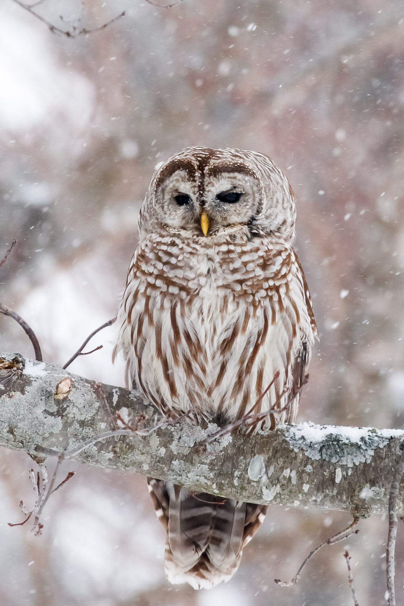 Barred Owl