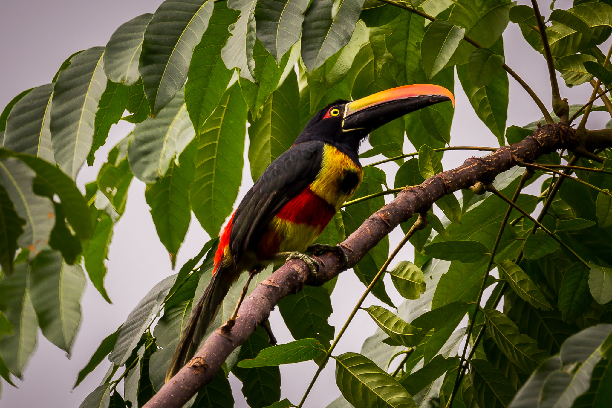 Fiery-billed aracari
