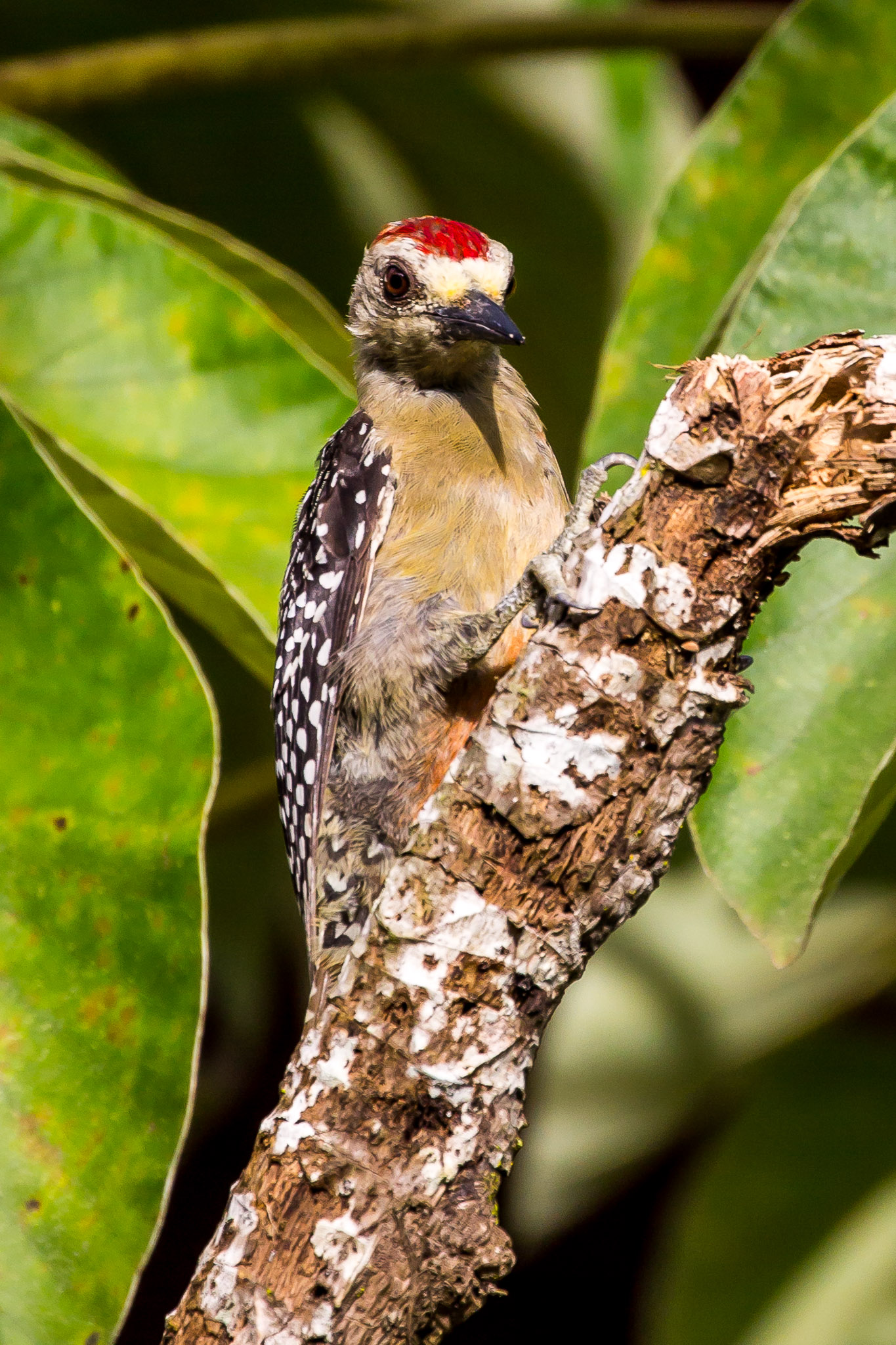 Woodpecker